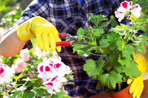 The image shows a person wearing a blue and black checkered shirt and bright yellow gardening gloves, engaged in pruning or trimming a potted flowering plant with pink and white blooms. The plant has large, green, rounded leaves and clusters of flowers. The background features lush green foliage, suggesting a vibrant garden setting. The outdoor space appears well-maintained, with natural sunlight illuminating the scene, indicating clear weather. This image reflects meticulous garden care, typical of professional gardening services such as hedge trimming and plant maintenance offered by companies like Hedge Trimming Pinner in the local area. The scene emphasizes attention to detail in gardening tasks and garden plant management within a landscaped outdoor environment, suitable for showcasing domestic or professional garden upkeep in the Pinner region.